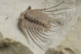 Spiny Trilobite (Kettneraspis) Fossil - Oklahoma #216688-5